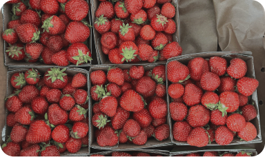 Many boxes of strawberries are sitting on a table.