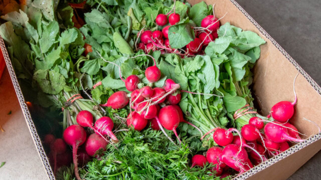 Radishes and greens in a cardboard box.