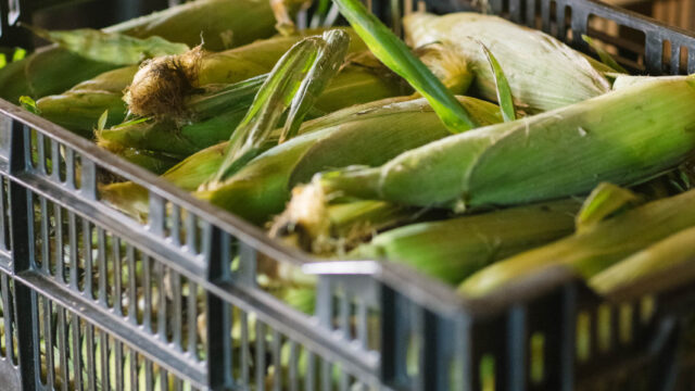 Corn in a crate on a wooden floor.