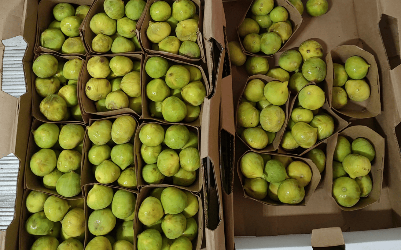 Several cardboard containers filled with green figs, placed inside two larger cardboard boxes.