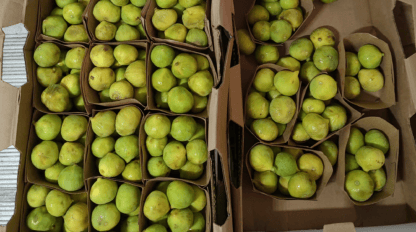 Several cardboard containers filled with green figs, placed inside two larger cardboard boxes.